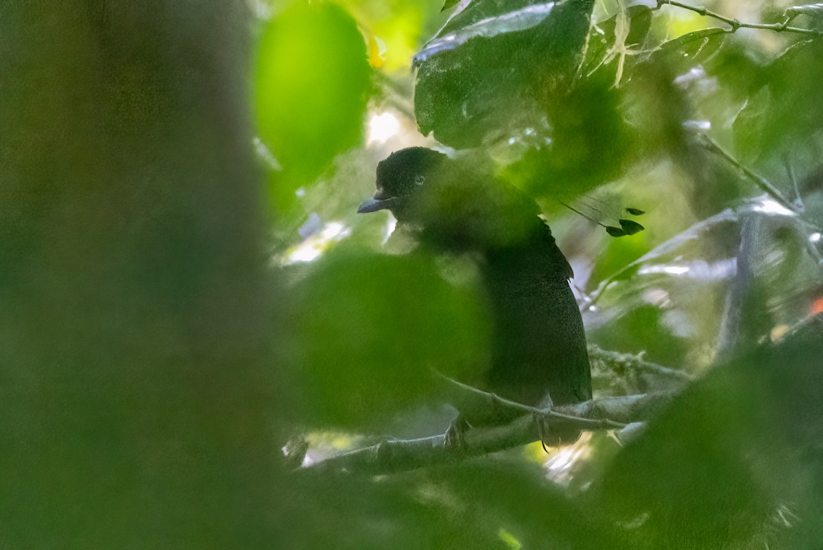 Eastern Parotia - ML624281332