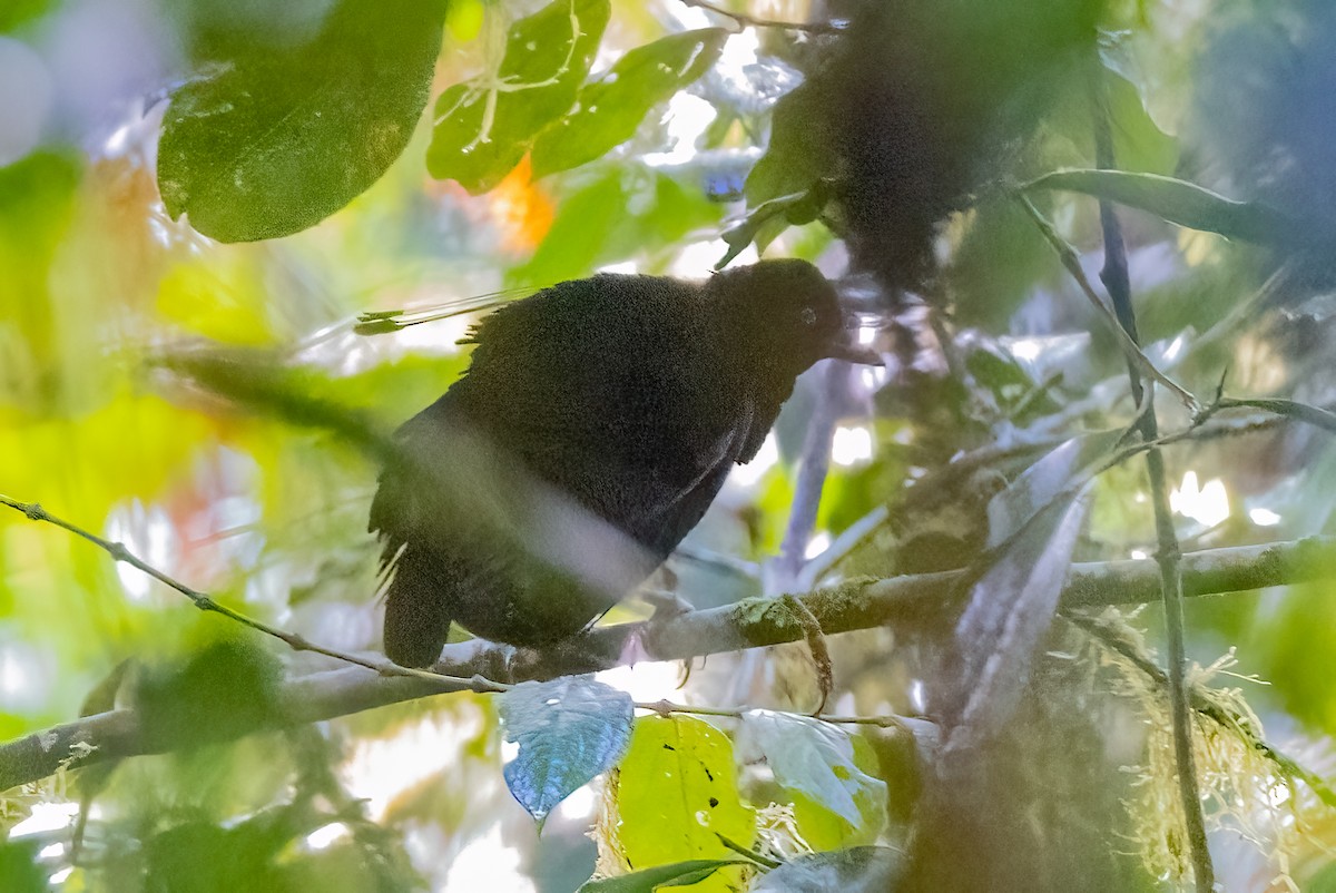 Eastern Parotia - ML624281333
