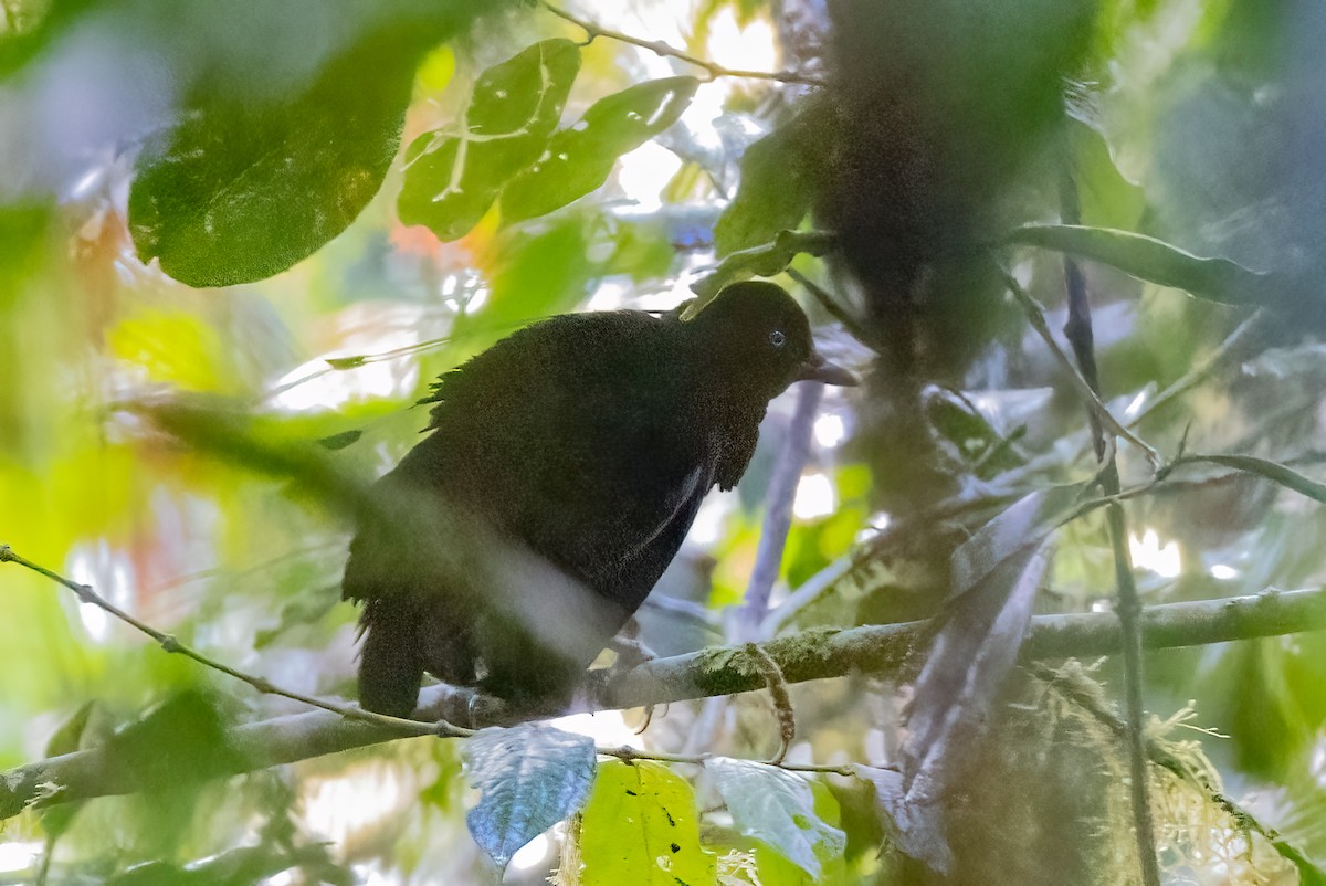Eastern Parotia - ML624281334