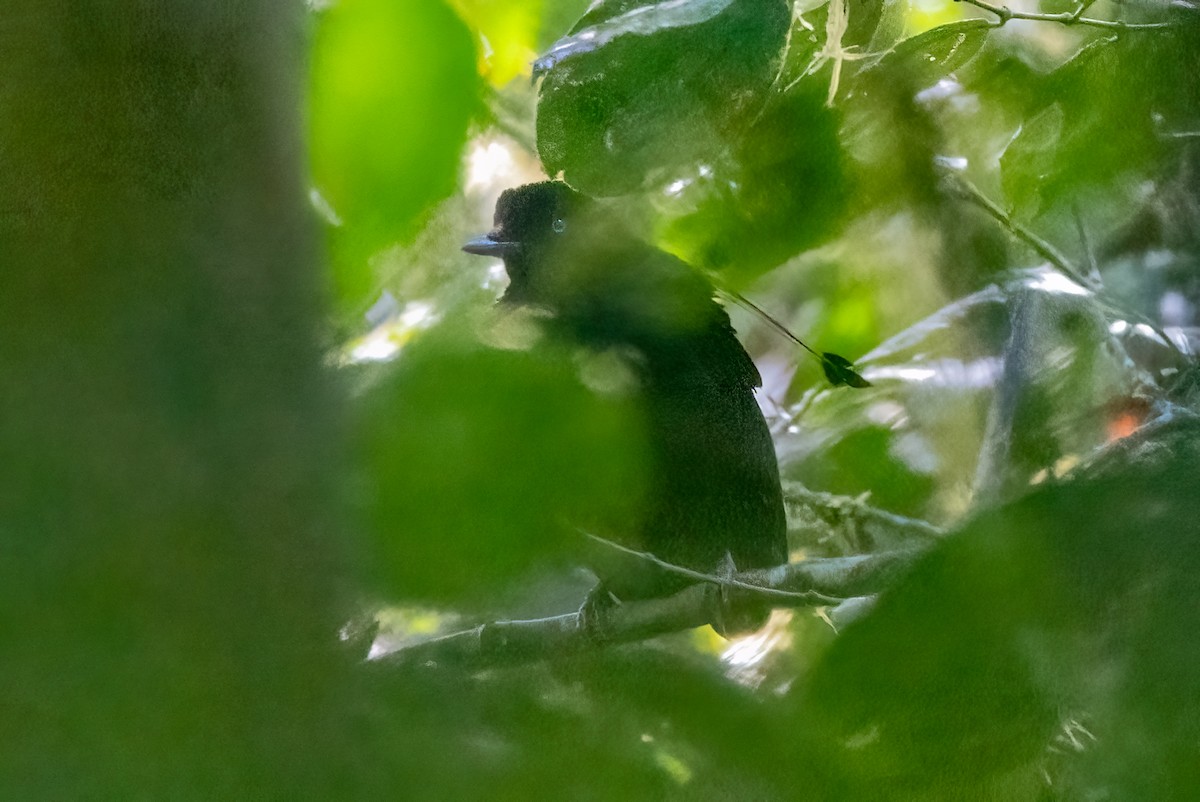 Eastern Parotia - ML624281335