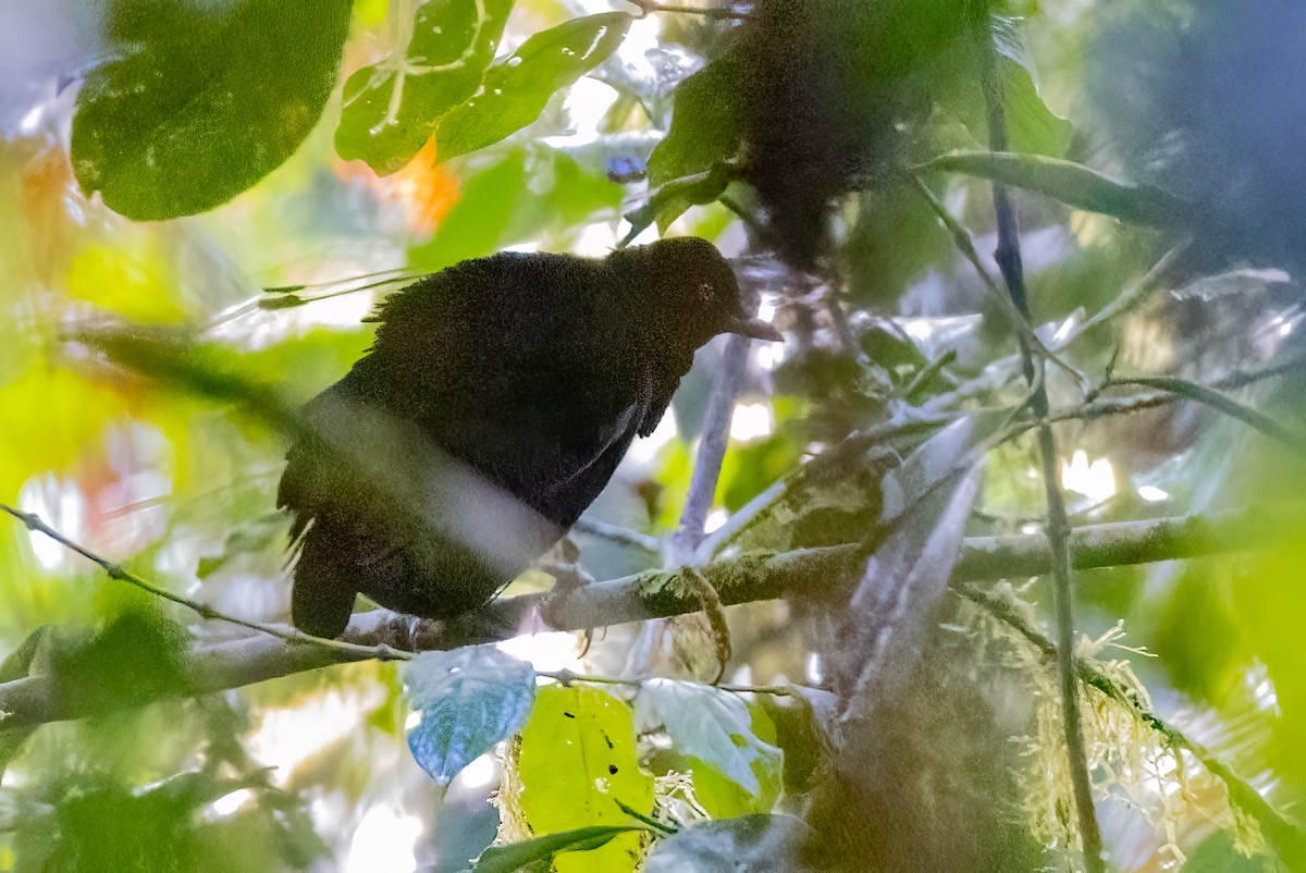 Eastern Parotia - ML624281336