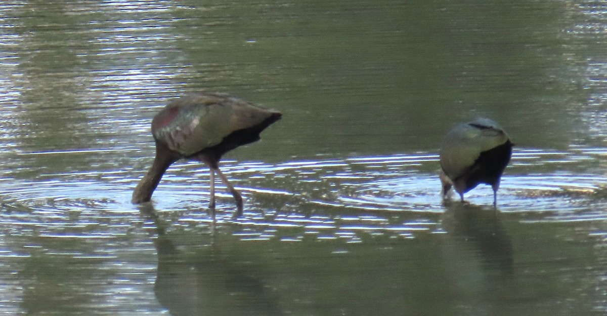 Glossy Ibis - ML624281343