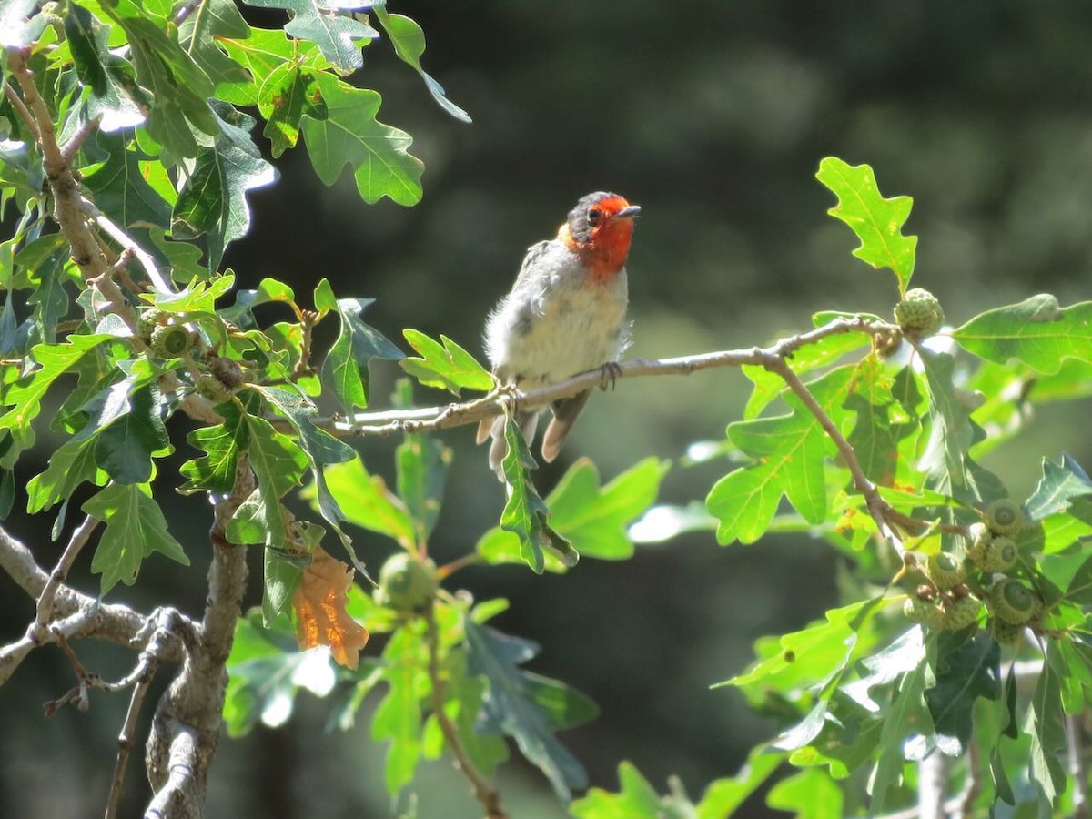 Red-faced Warbler - Sonja Mendoza