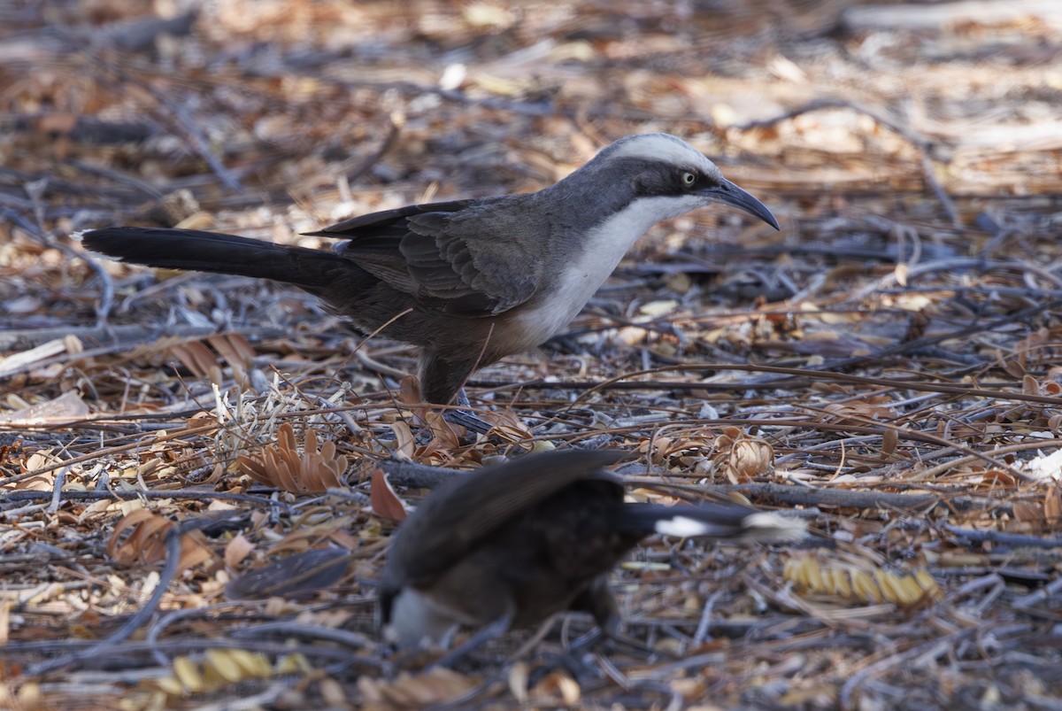 Gray-crowned Babbler - ML624281421
