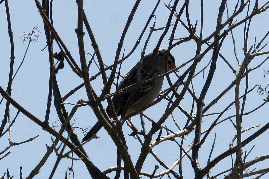 White-crowned Sparrow - ML624281464