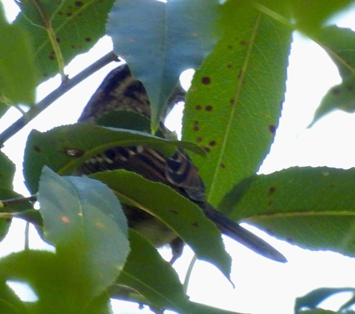 White-crowned Sparrow - ML624281494