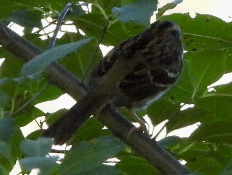 White-crowned Sparrow - ML624281495