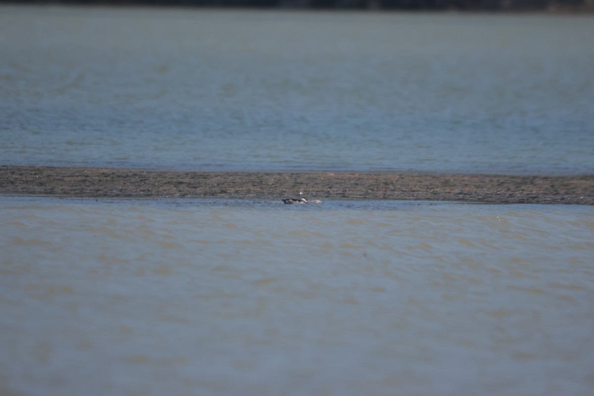 Green Pygmy-Goose - ML624281540