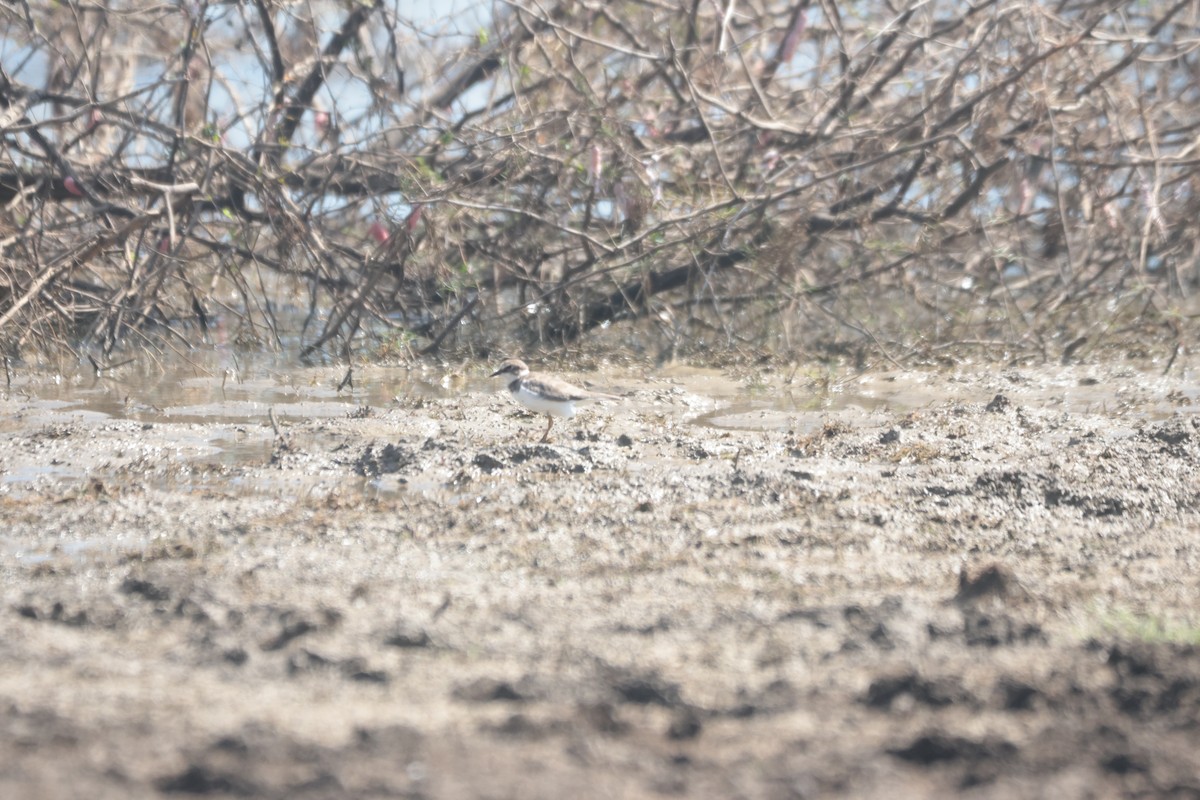 Little Ringed Plover - ML624281556