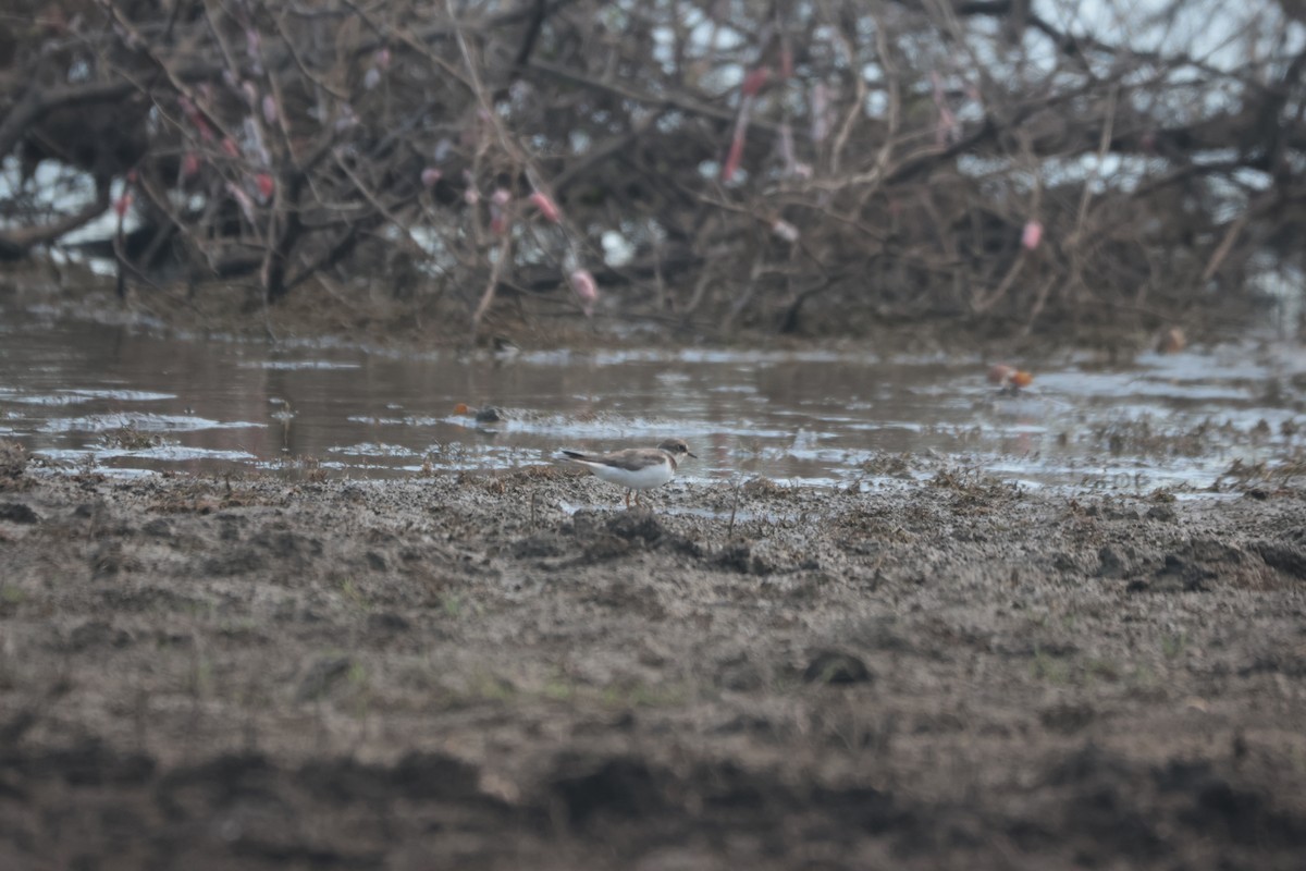Little Ringed Plover - ML624281560