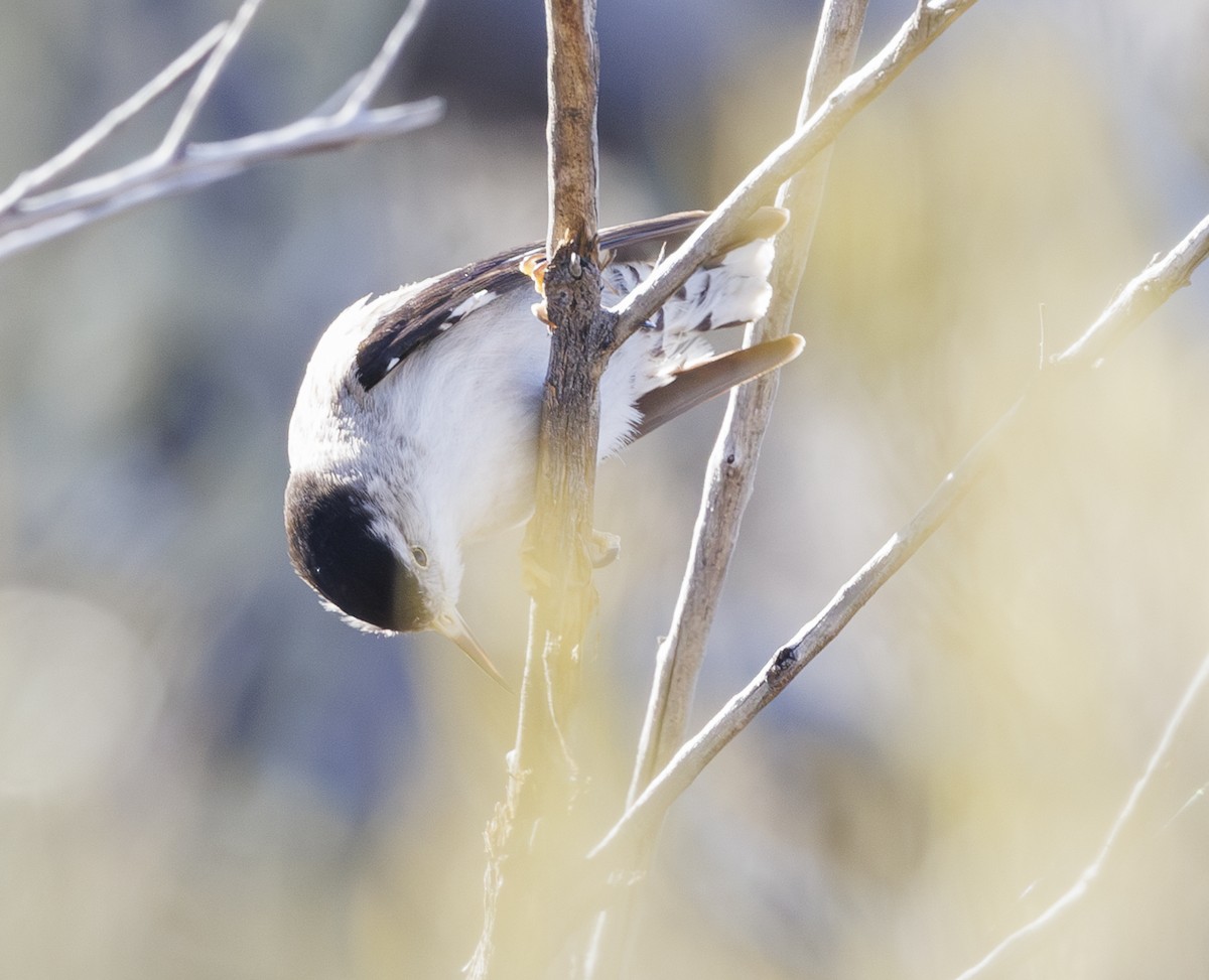 Varied Sittella (White-winged) - ML624281610