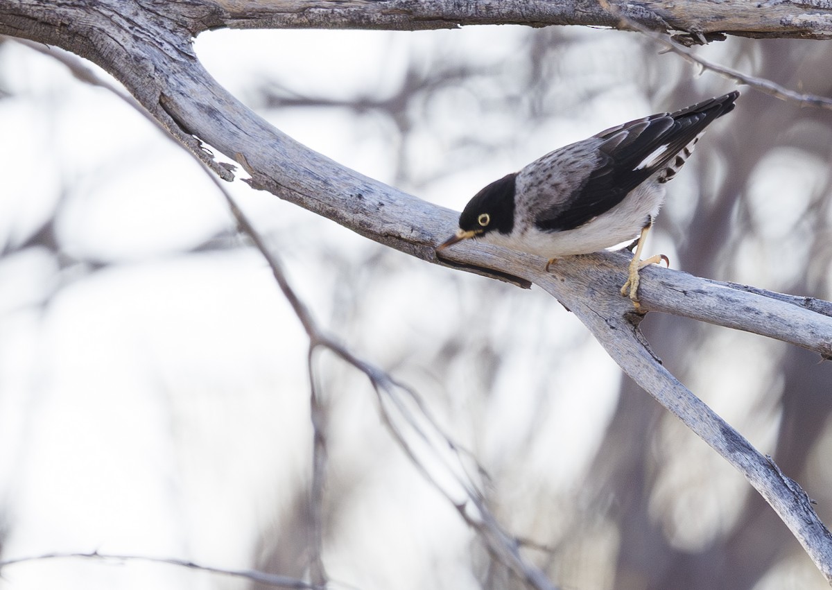 Varied Sittella (White-winged) - ML624281611