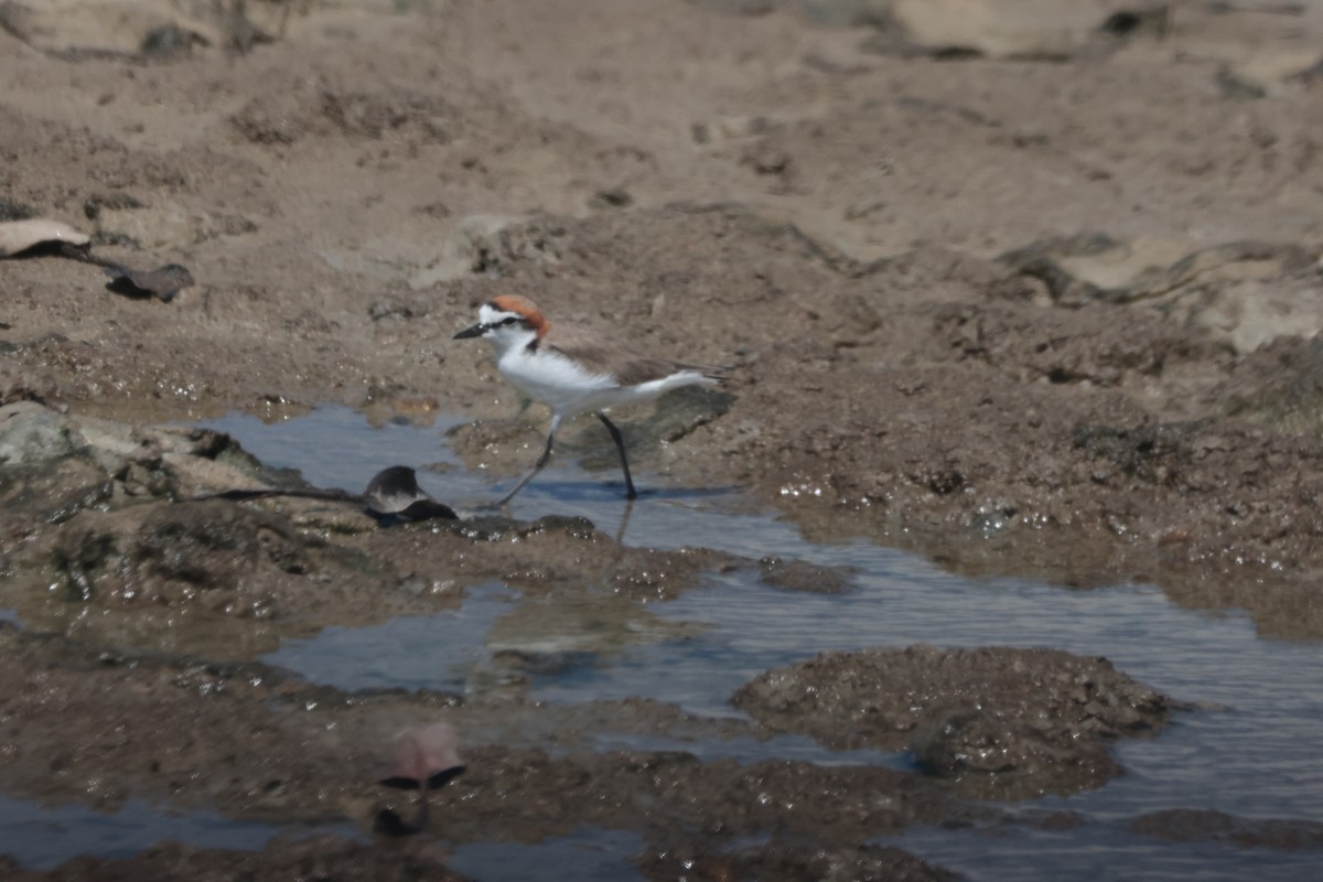 Red-capped Plover - ML624281626