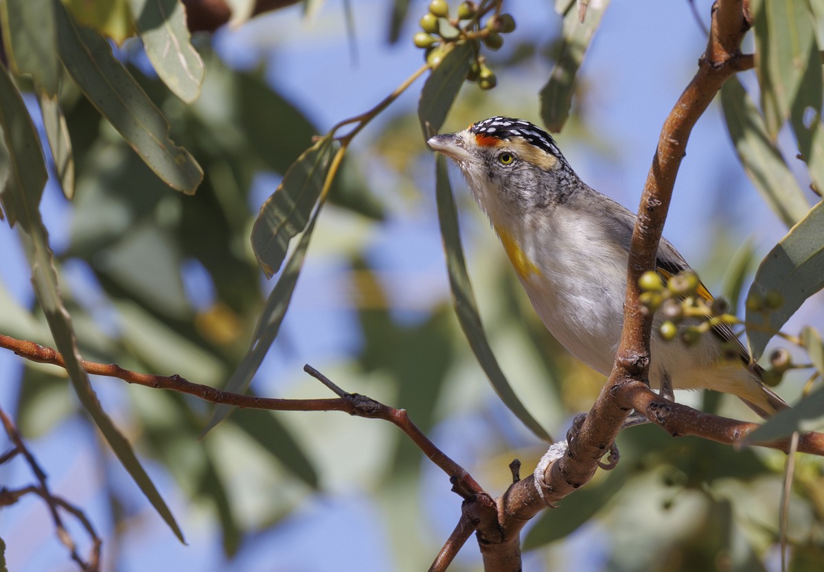 Red-browed Pardalote - ML624281628