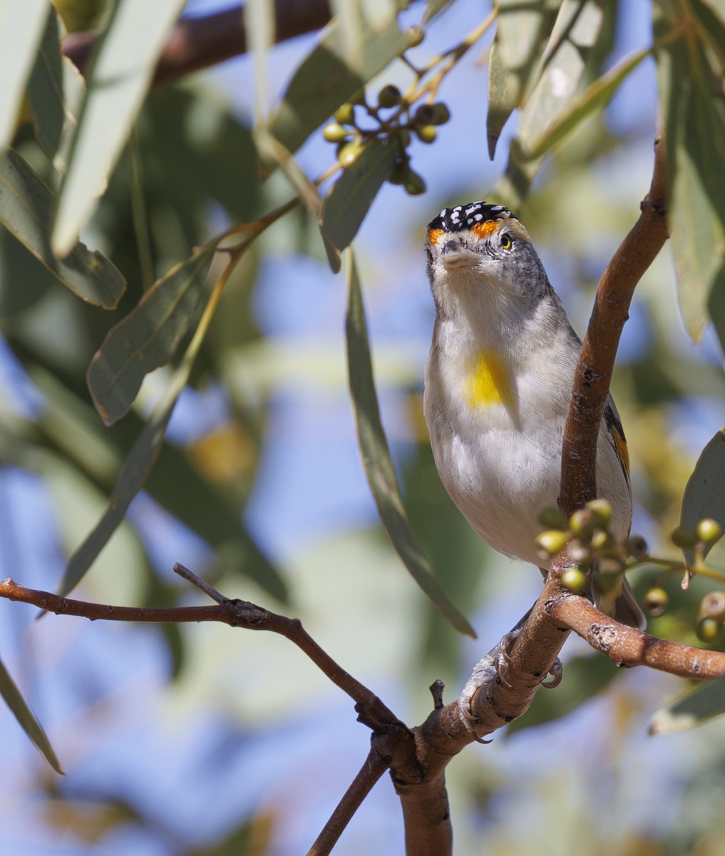 Red-browed Pardalote - ML624281629