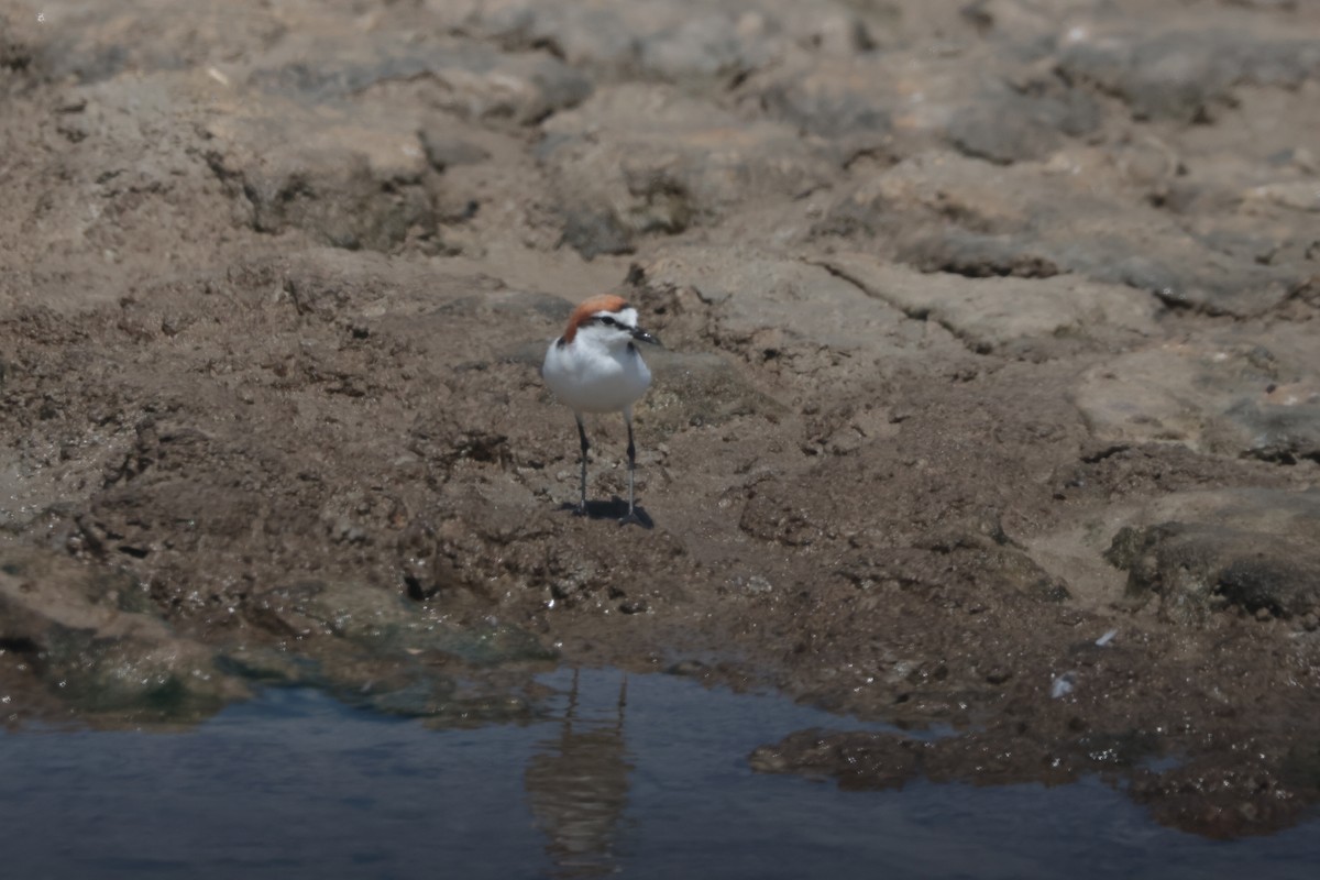 Red-capped Plover - ML624281630