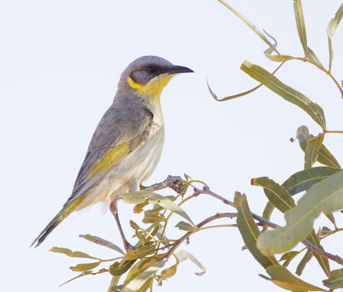 Gray-headed Honeyeater - ML624281640