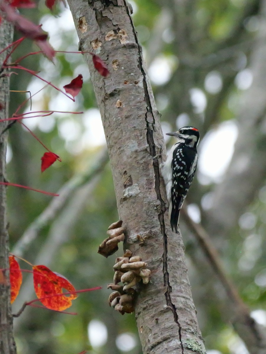 Hairy Woodpecker - ML624281715