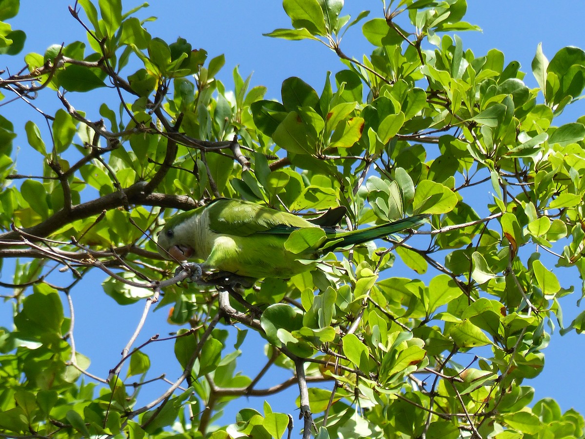 Monk Parakeet - Eamon Corbett