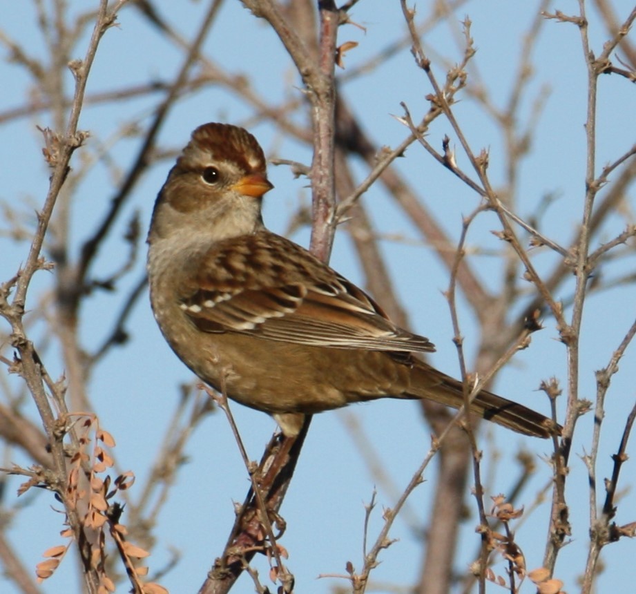 White-crowned Sparrow - ML624281741