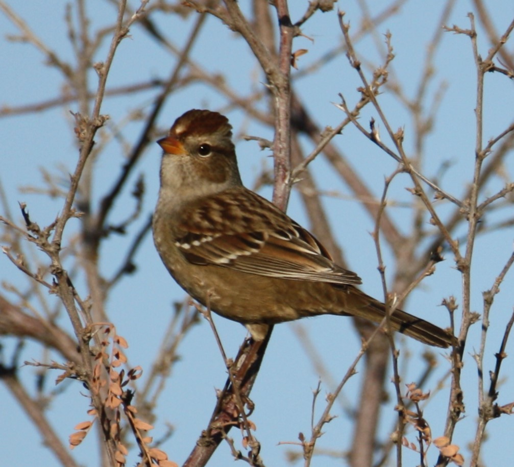 White-crowned Sparrow - ML624281742