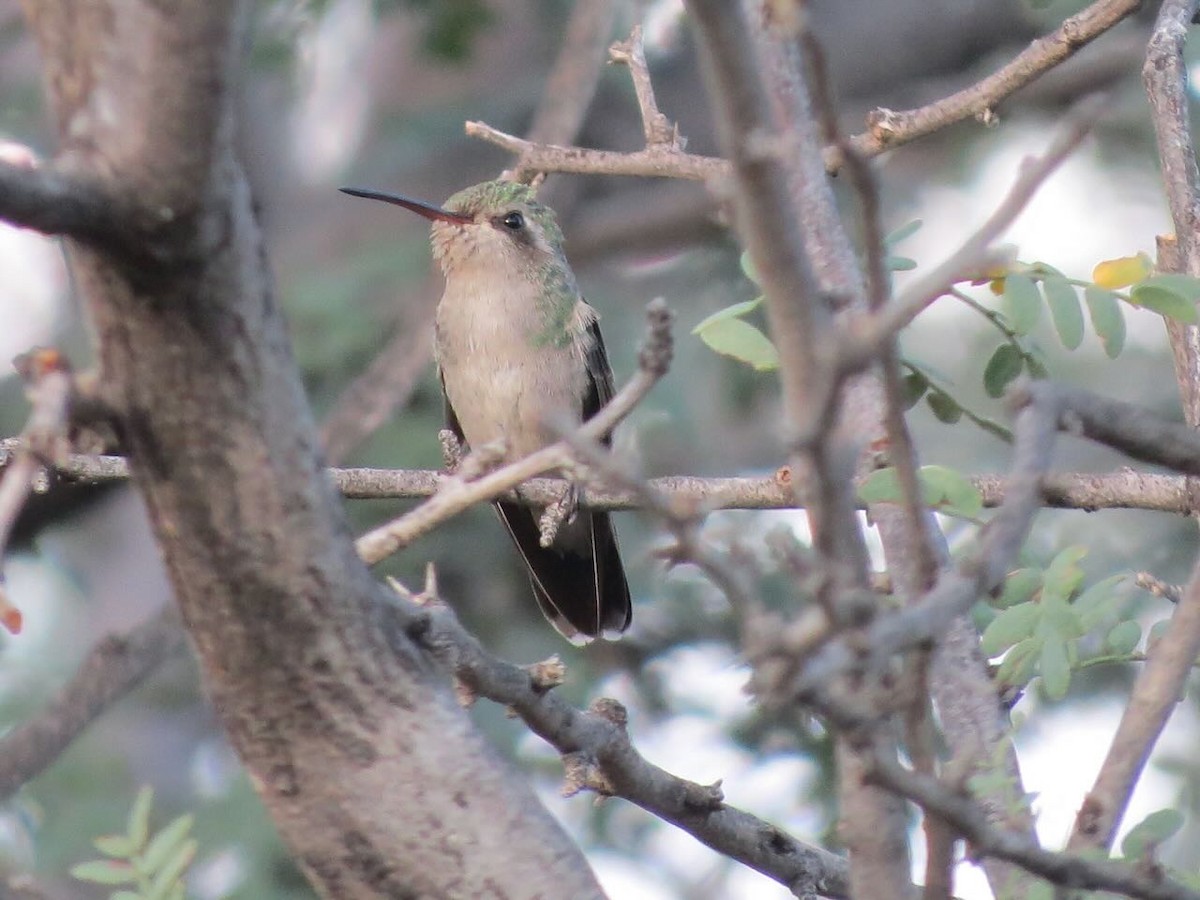 brednebbkolibri - ML624281746