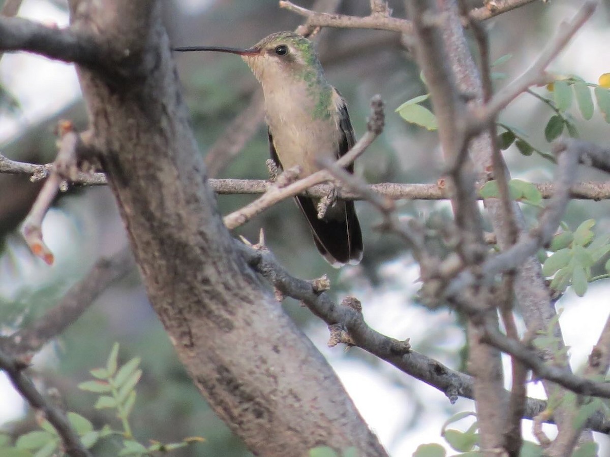 Broad-billed Hummingbird - Sonja Mendoza