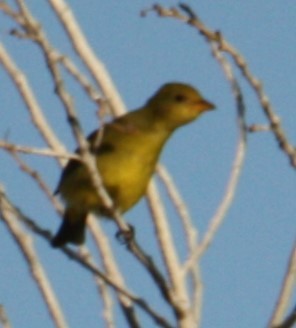 Western Tanager - ML624281769