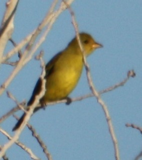 Western Tanager - ML624281770