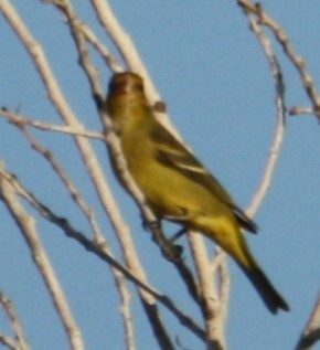 Western Tanager - ML624281771