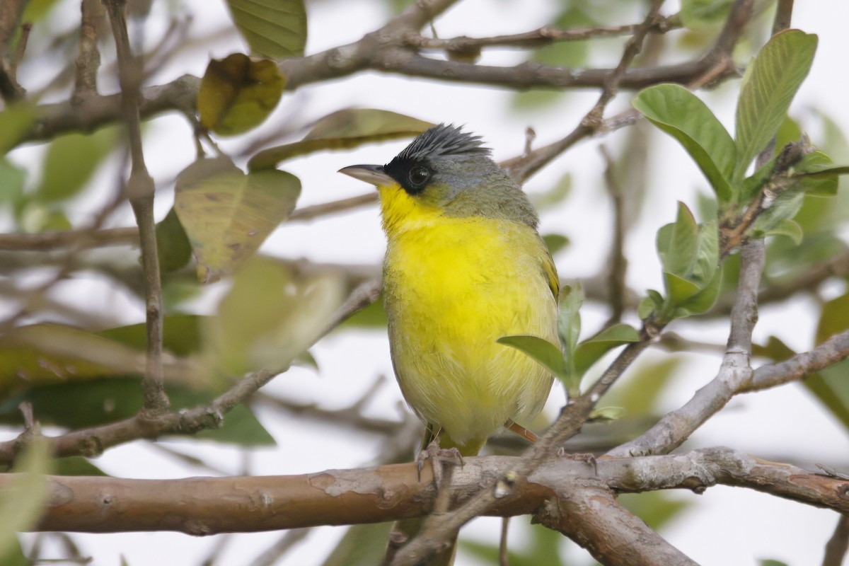 Gray-crowned Yellowthroat - ML624281799