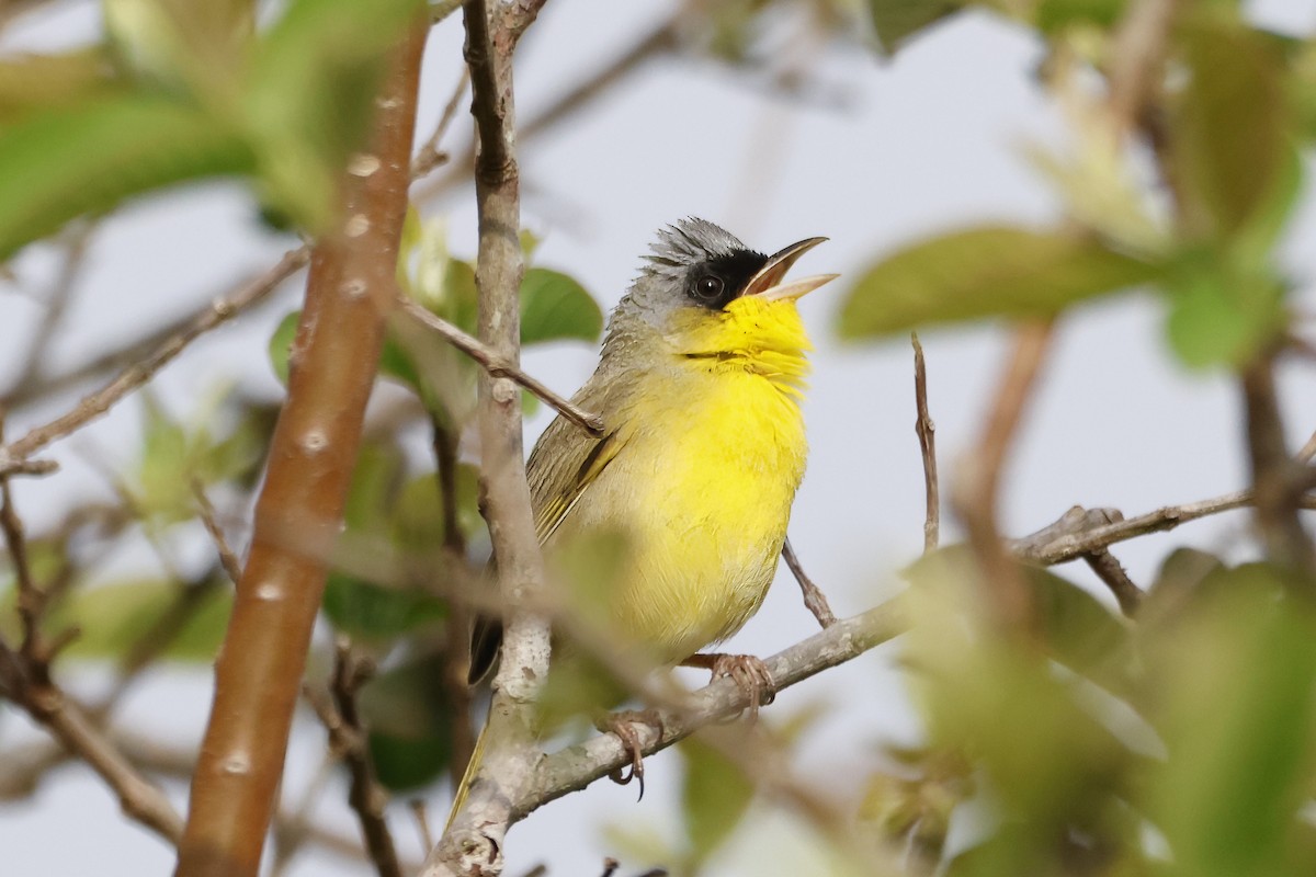 Gray-crowned Yellowthroat - ML624281800