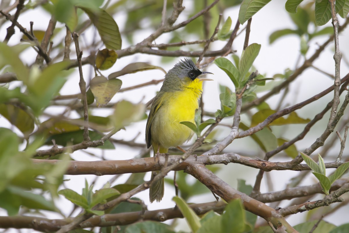 Gray-crowned Yellowthroat - ML624281801