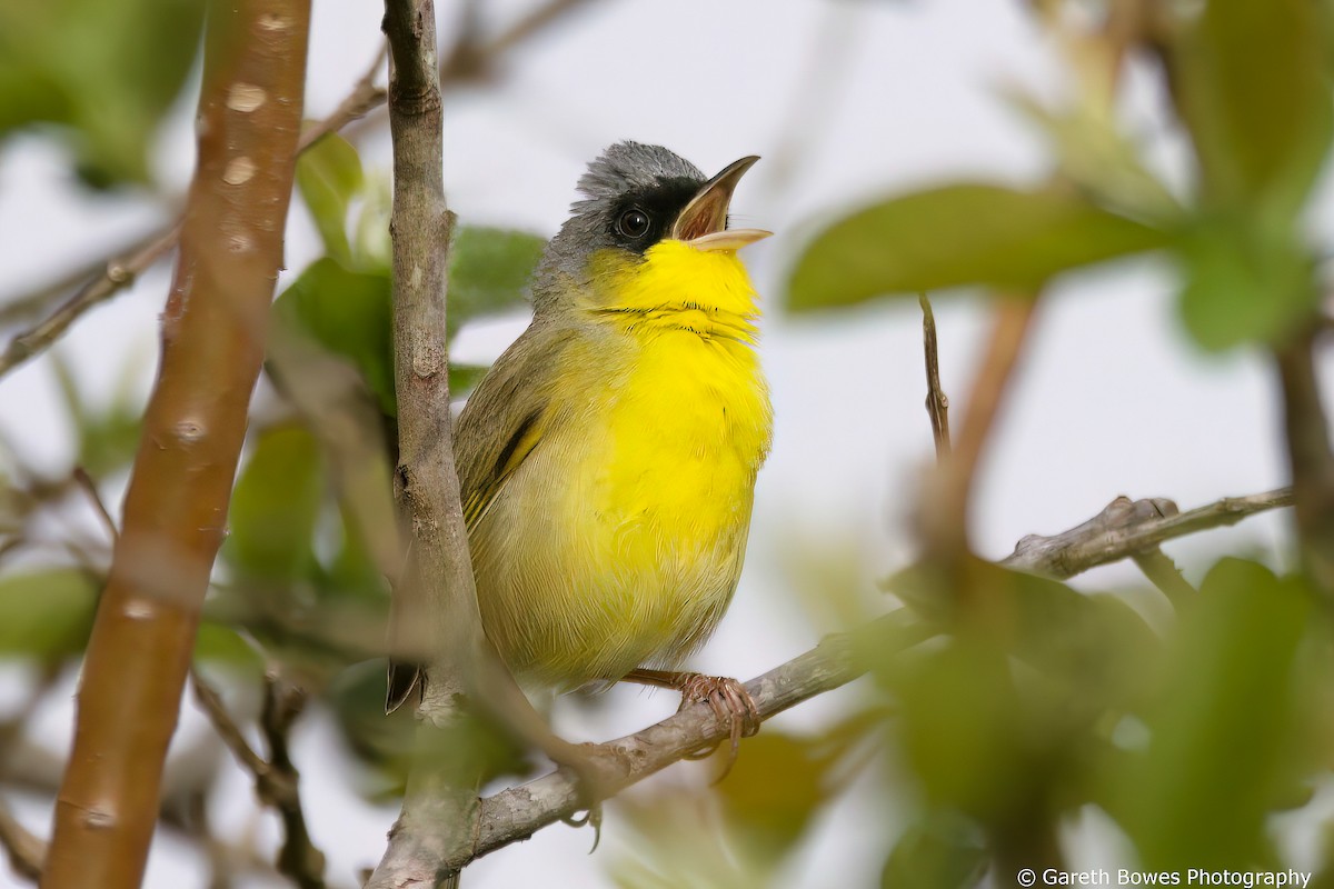 Gray-crowned Yellowthroat - ML624281802