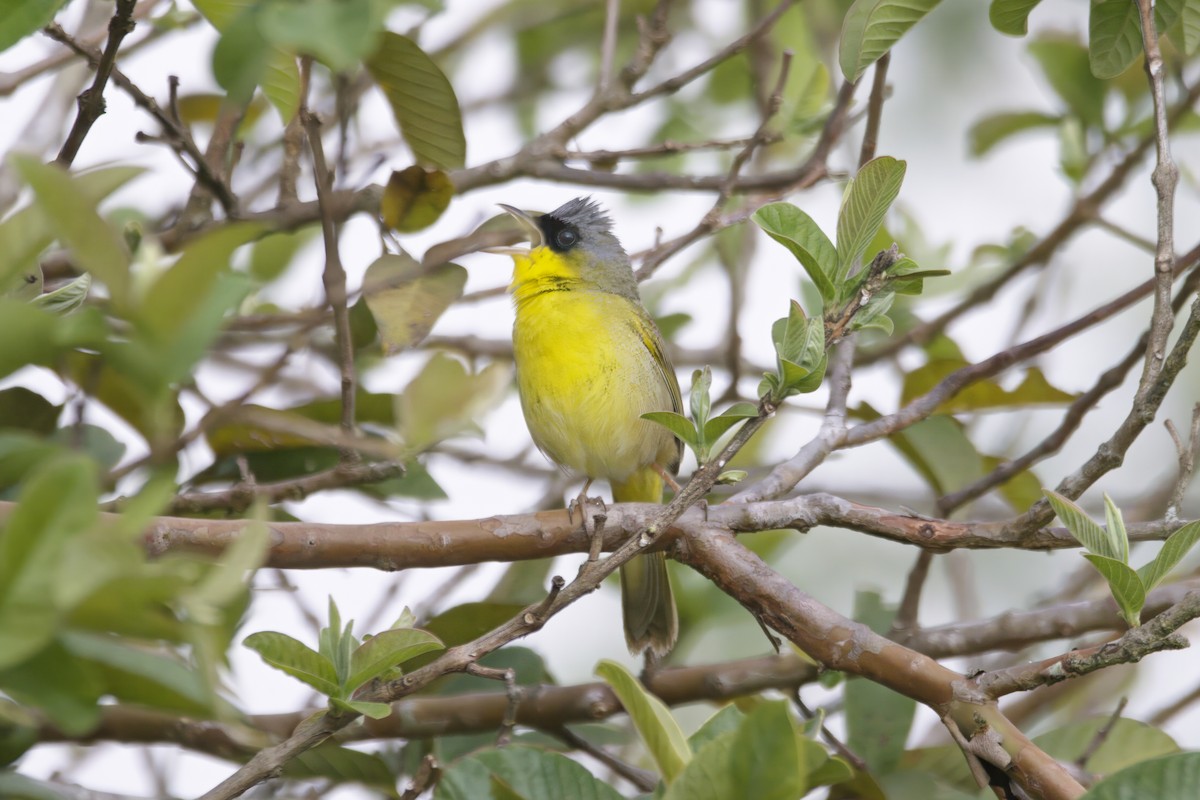Gray-crowned Yellowthroat - ML624281803