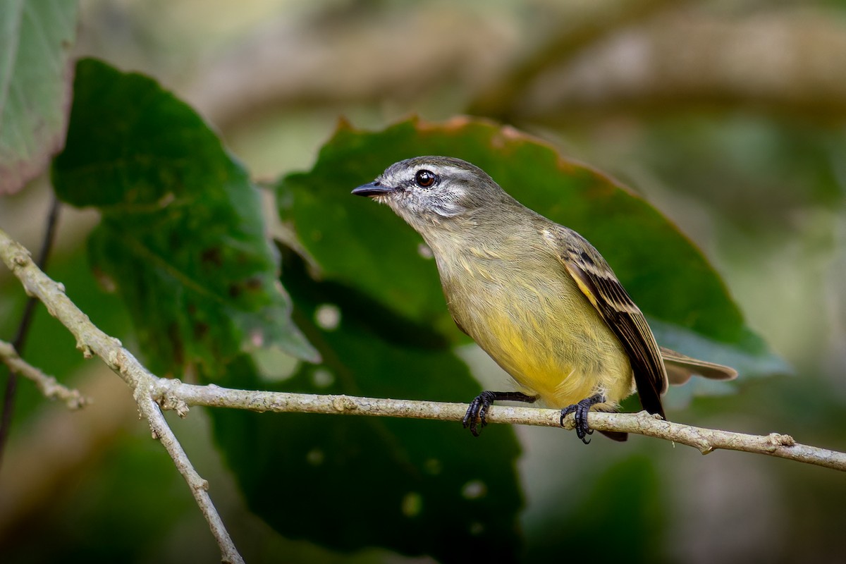 Planalto Tyrannulet - ML624281866