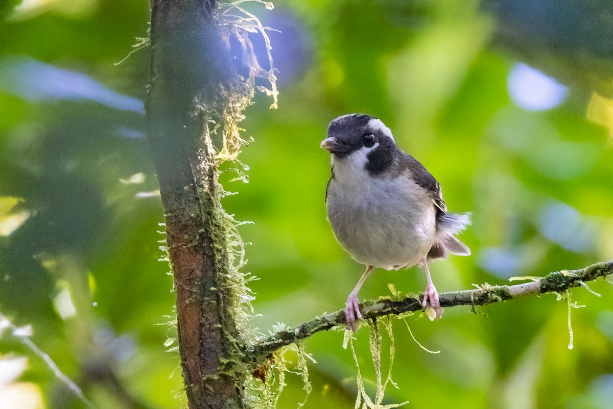 Black-capped Robin - ML624281873