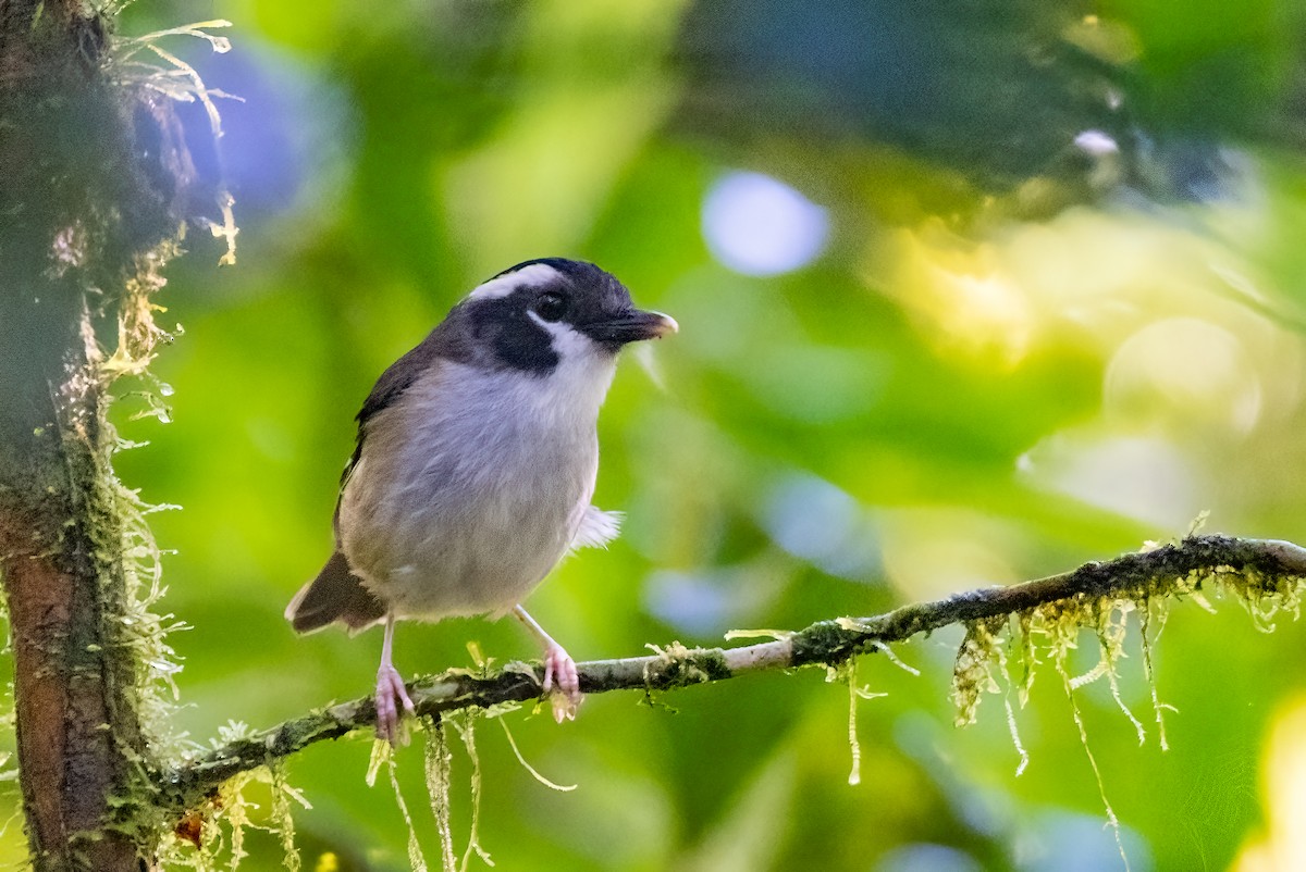 Black-capped Robin - ML624281874