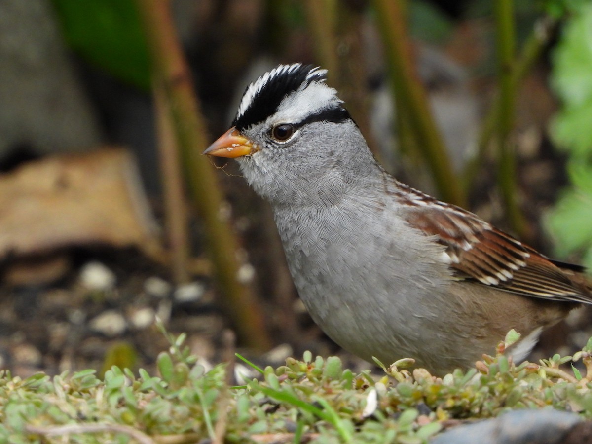 White-crowned Sparrow (Gambel's) - ML624281910