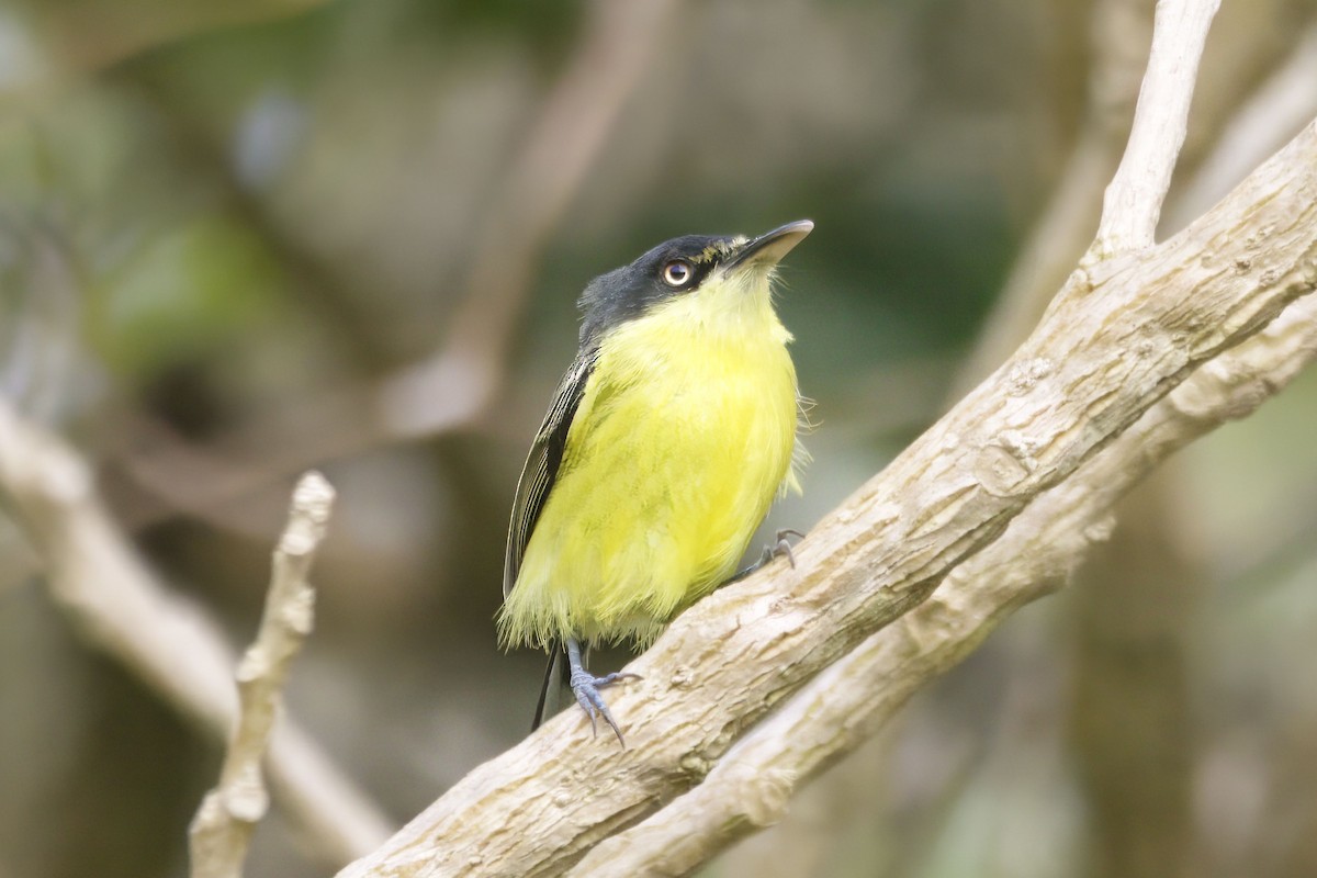 Common Tody-Flycatcher - ML624282101