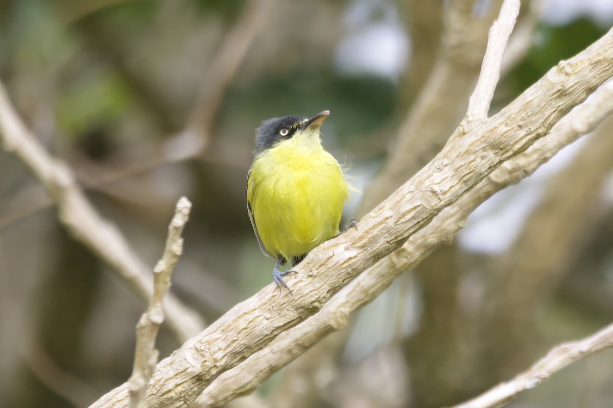 Common Tody-Flycatcher - ML624282102
