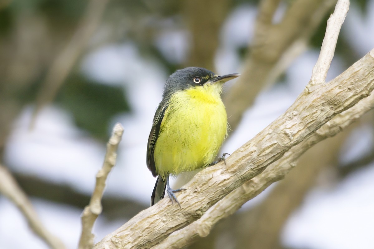 Common Tody-Flycatcher - ML624282103