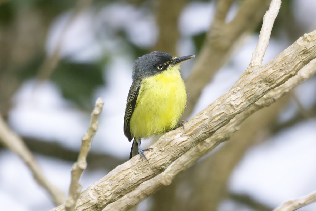 Common Tody-Flycatcher - ML624282105