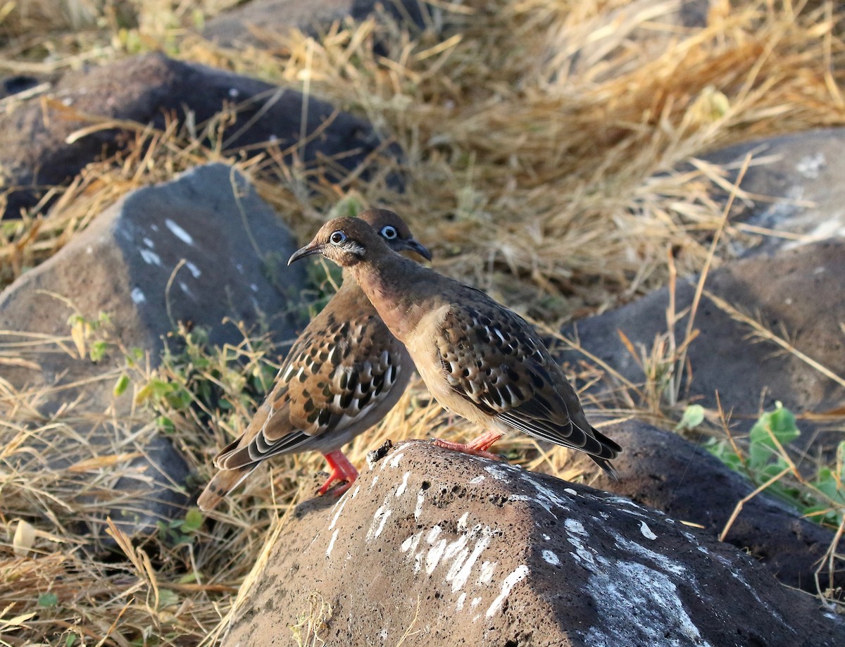 Galapagos Dove - Sandy Vorpahl