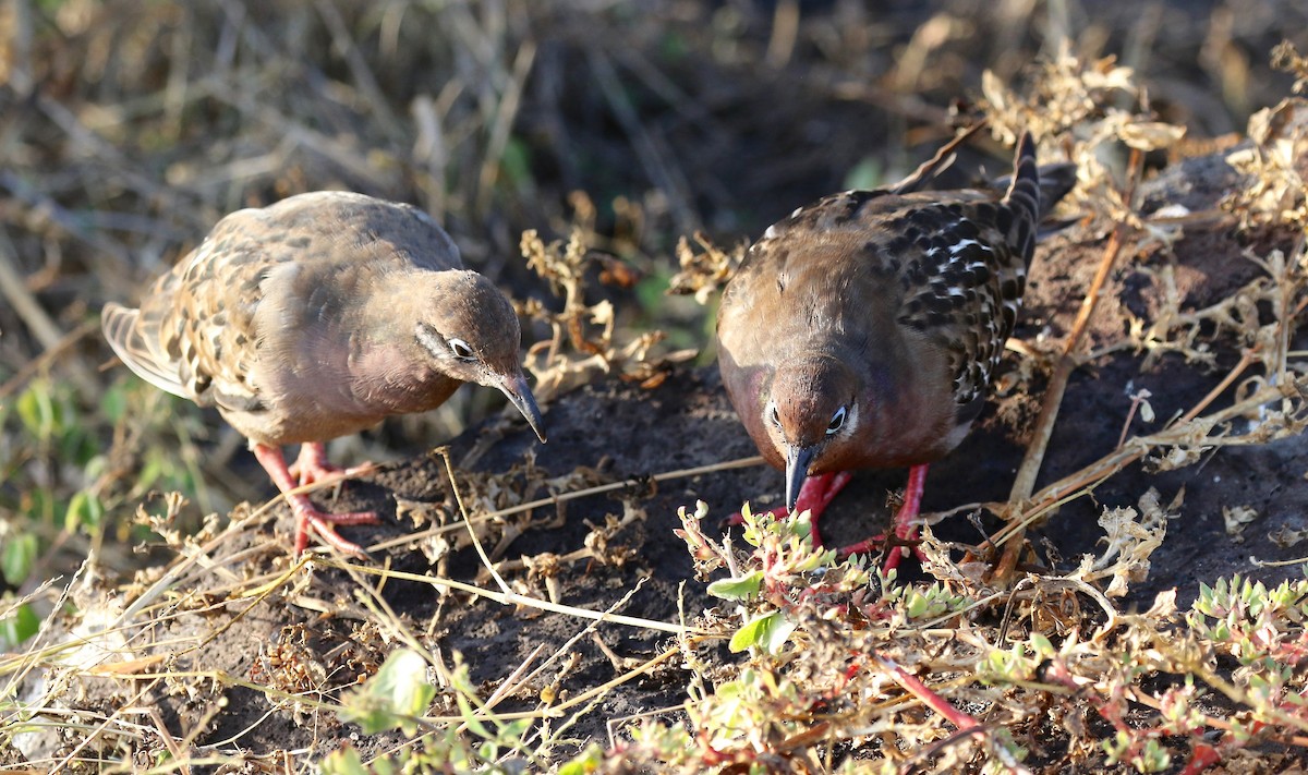 Galapagos Kumrusu - ML624282133