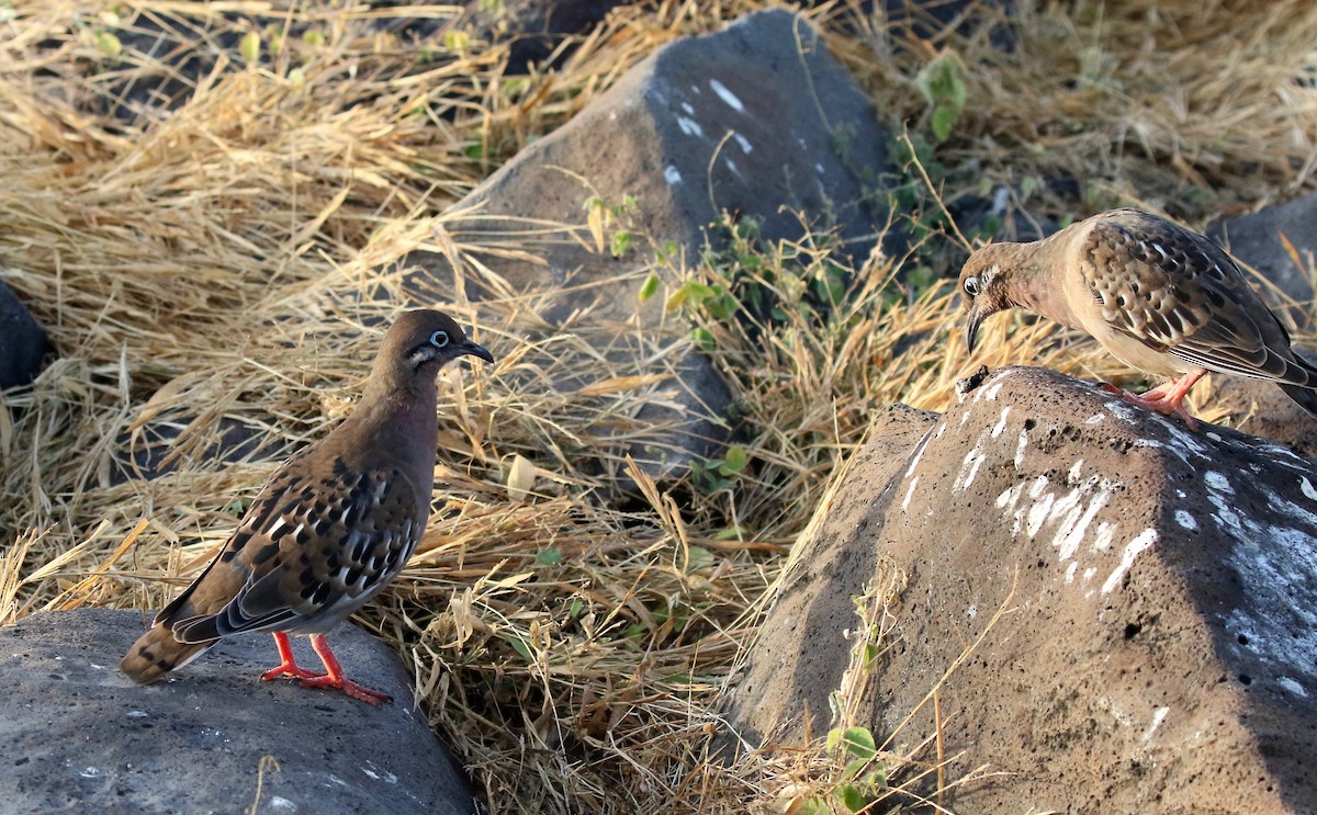 Galapagos Kumrusu - ML624282134