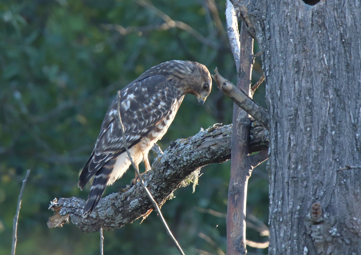 Red-shouldered Hawk - ML624282163