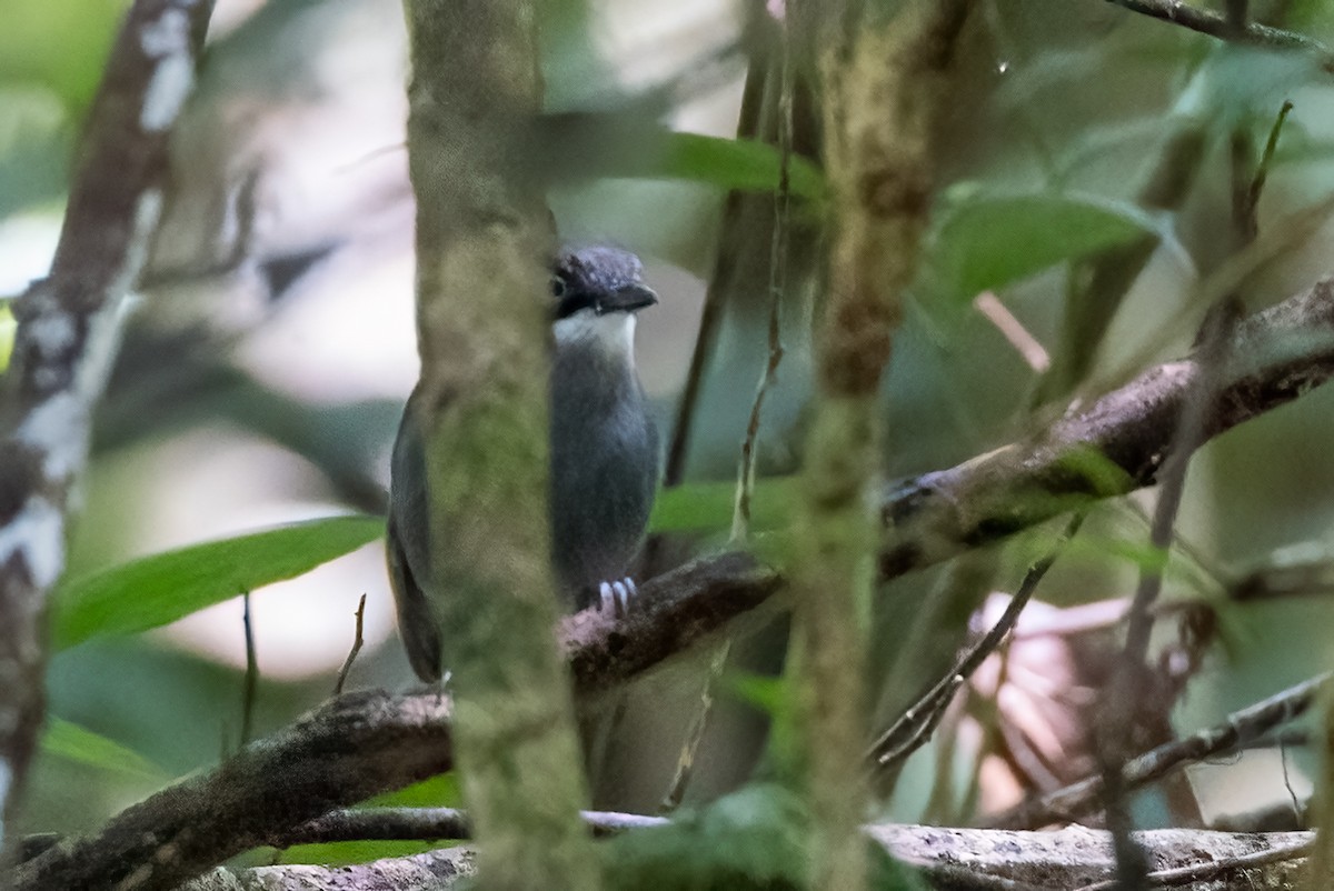 White-eyed Robin - ML624282238