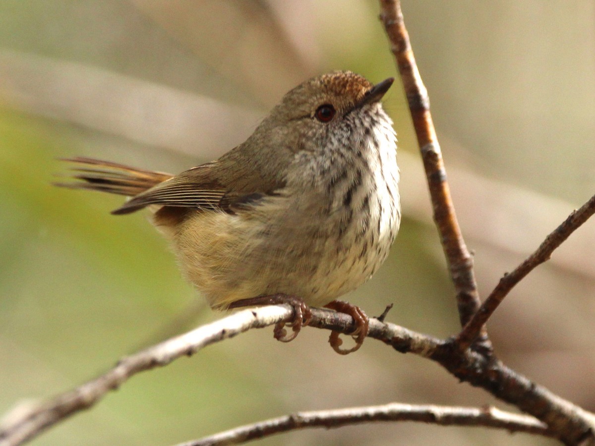 Brown Thornbill - ML624282269