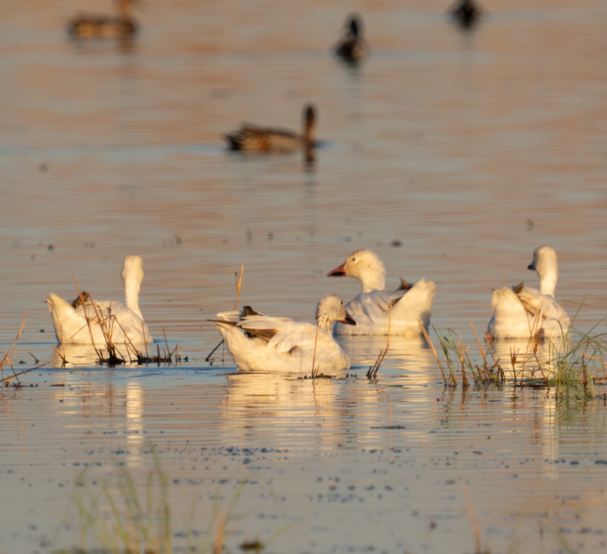 Snow Goose - ML624282289